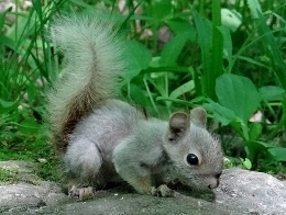 Baby Red Squirrel