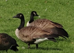 Hundreds of Canada Geese stage in Ottawa during fall migration,