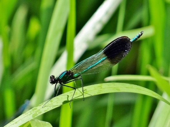 River Jewelwing