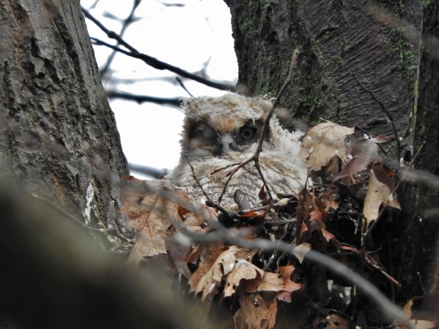 Great Horned Owl chick