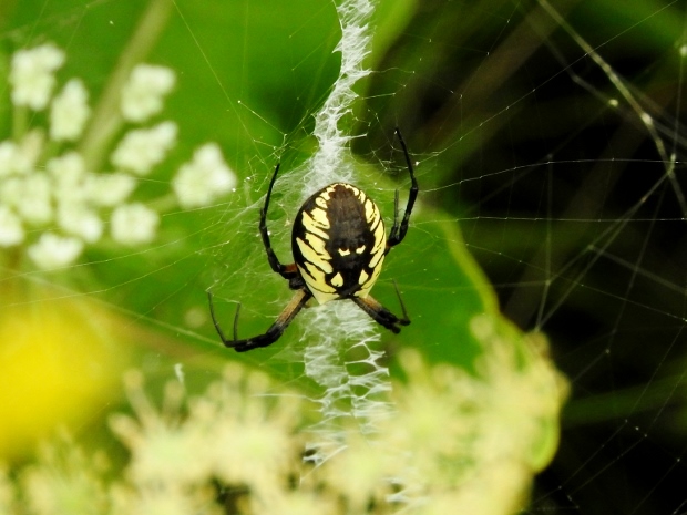 Black-and-yellow Argiope