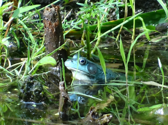 A Blue Green Frog  The Pathless Wood