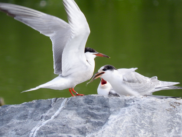 Adult Common Tern bringing food