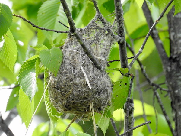 Baltimore Oriole nest