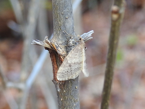 Bruce Spanworm moths