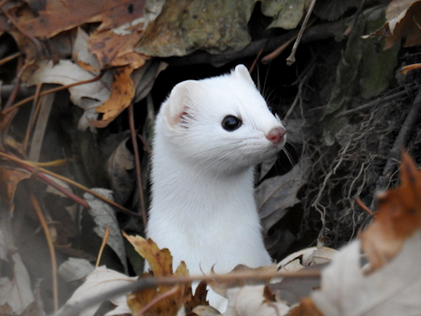 The White Winter Weasel | The Pathless Wood